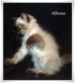 /album/alfonso/alfonso-12-hetes-003-jpg/